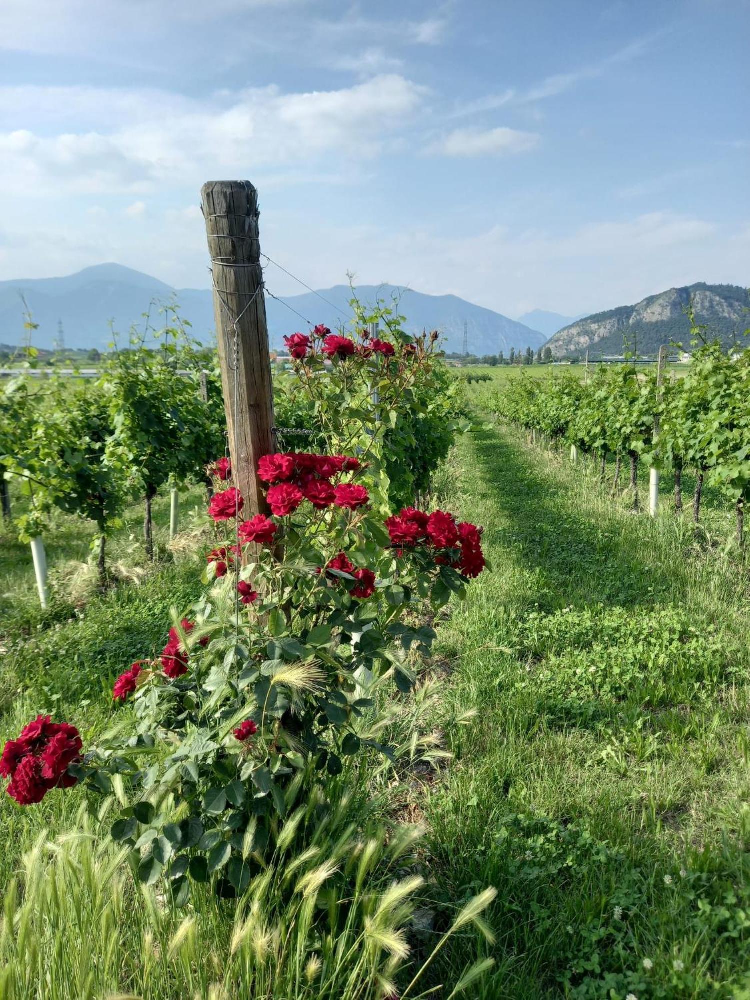 Апартаменти La Corte Del Bona - Vicino Alle Cantine E A Circa 15 Minuti Dal Lago Di Iseo - Ербуско Екстер'єр фото
