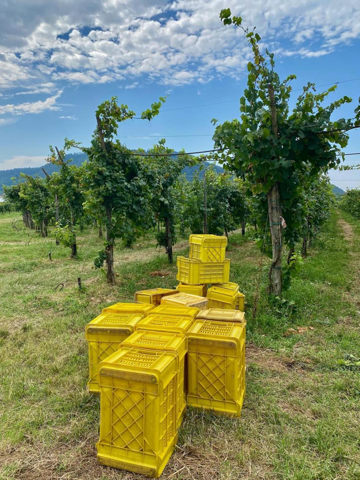 Апартаменти La Corte Del Bona - Vicino Alle Cantine E A Circa 15 Minuti Dal Lago Di Iseo - Ербуско Екстер'єр фото